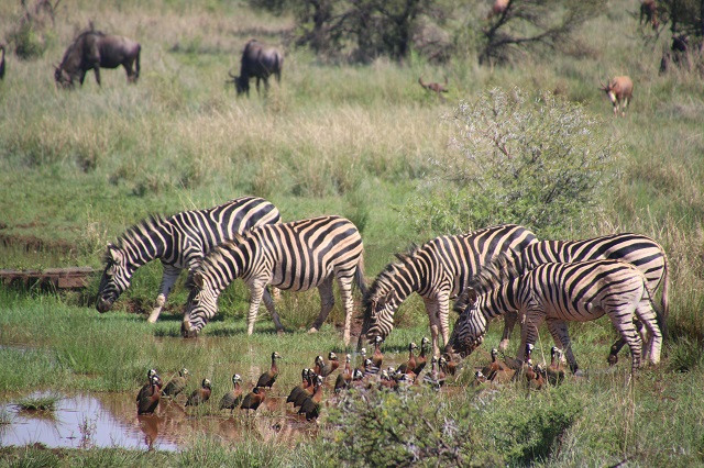Safari in Tanzania, which places to choose and how to organise it